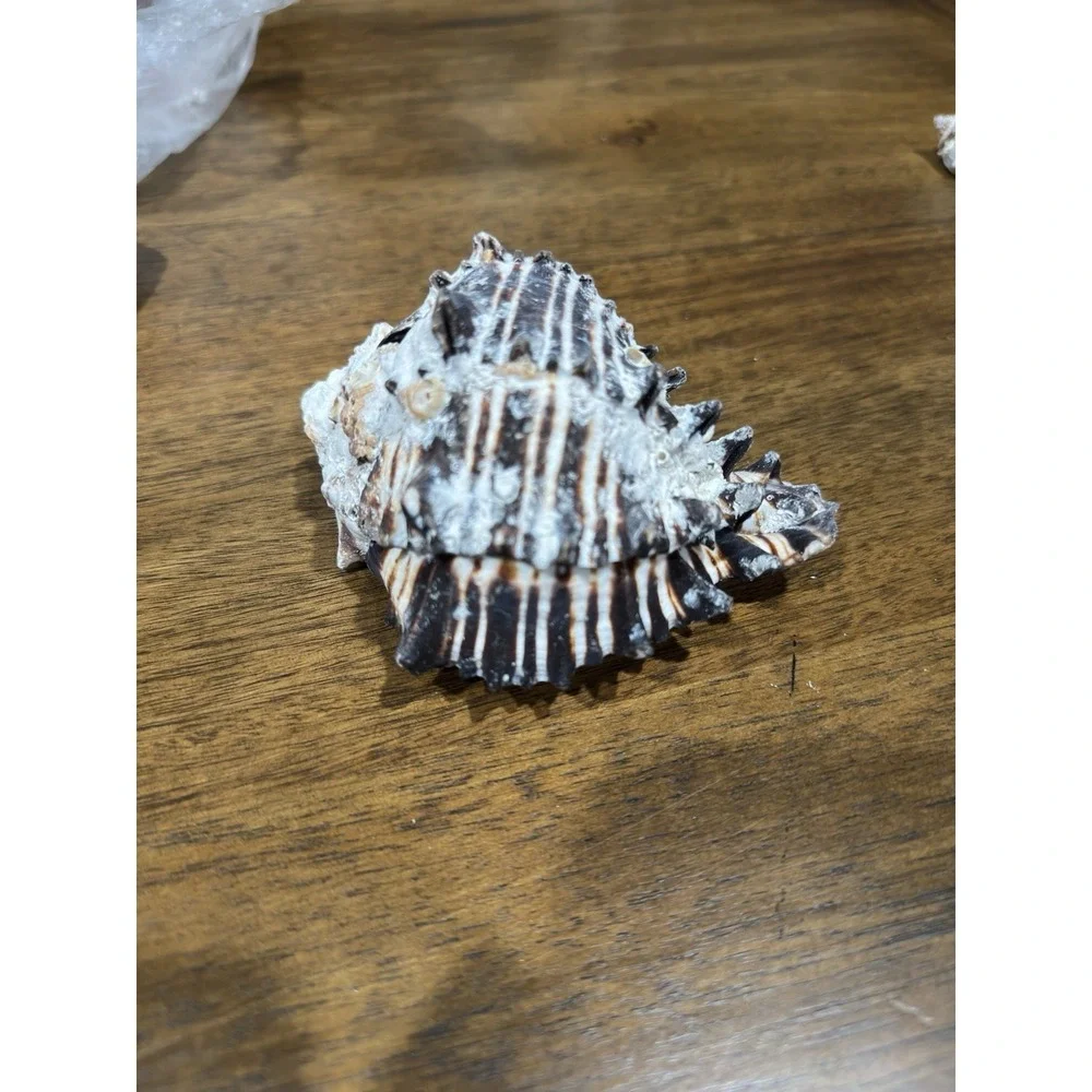 Hexaplex Shell Shellfish Murex Seashell Sea Collectibles Decor Beach Ocean Large